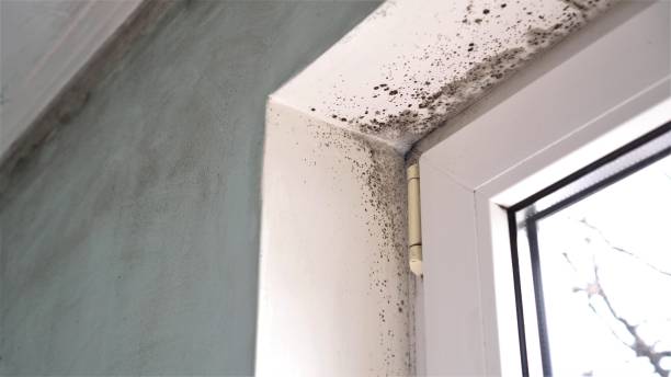 Best Commercial Mold Inspection  in Ivey, GA