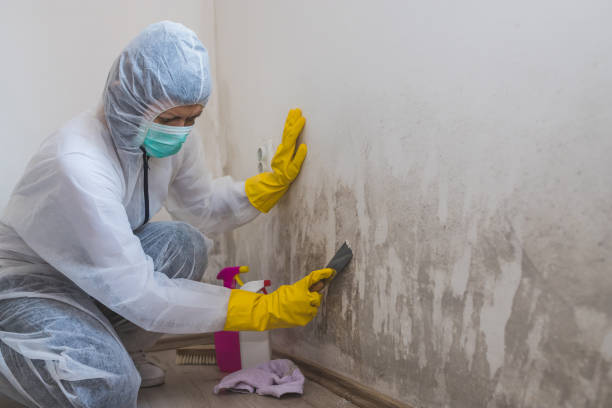 Best Mold Removal for HVAC Installations  in Ivey, GA