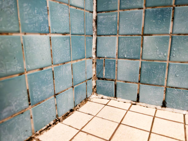 Best Mold Remediation for Healthcare Facilities  in Ivey, GA