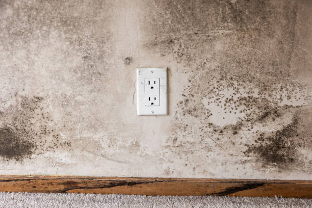 Mold Removal for HVAC Installations in Ivey, GA