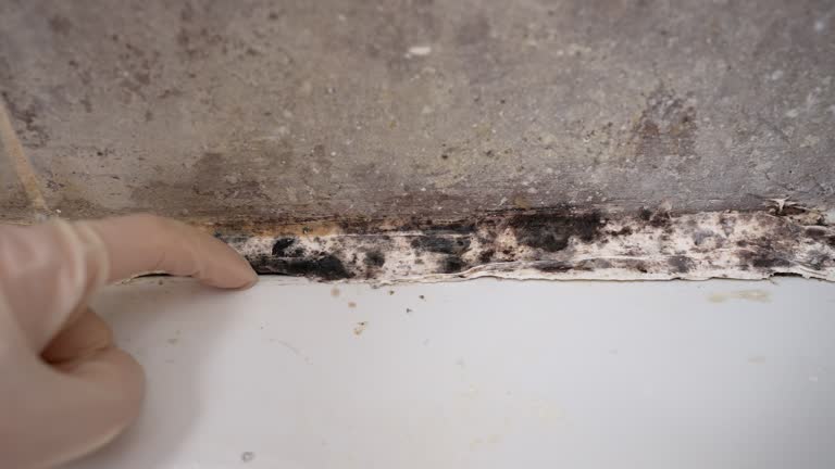 Best Emergency Mold Remediation  in Ivey, GA